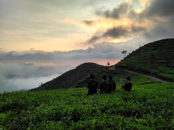 Kebun Teh Medini Kabupaten Kendal Jawa Tengah