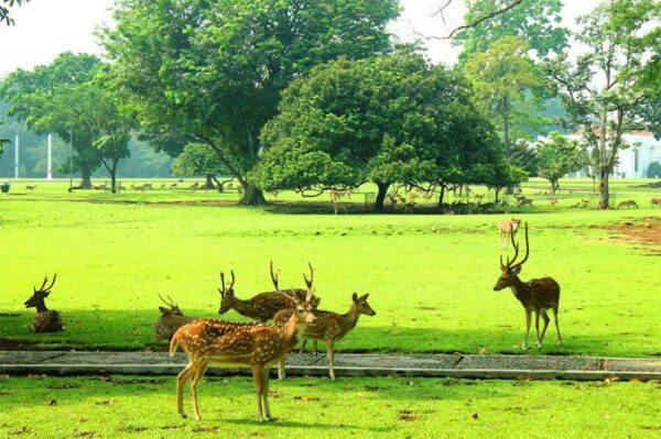 12 Tempat Ngabuburit di Bogor Yang Asyik dan Seru Sambil Nunggu Berbuka, Ini Rekomendasinya