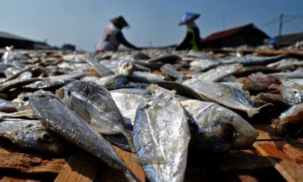 10 Oleh-Oleh Khas Tuban Yang Paling Oke Buat Dibawa Pulang