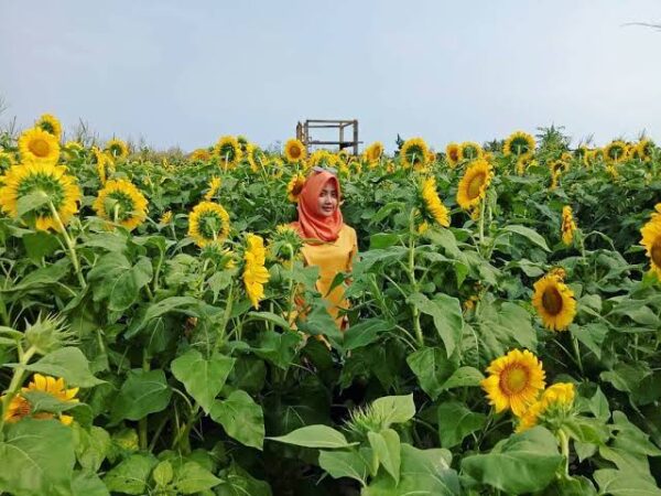 9 Taman Bunga Matahari di Jogja Yang Sedang Viral, Cocok Buat Spot Selfie