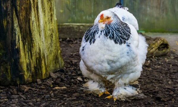 10 Ayam Paling Mahal di Dunia, Yang Termahal Dari Indonesia!