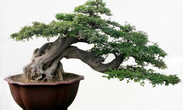 7 Bonsai Serut Termahal, Cocok Buat Pecinta Tanaman Kerdil