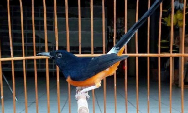 10 Burung Murai Termahal Beserta Harganya