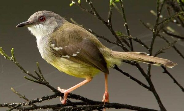 10 Burung Kicau Termahal, Bisa Sampai Ratusan Juta!