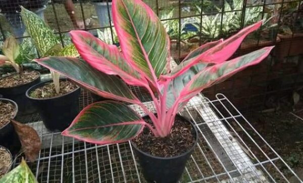 10 Bunga Aglaonema Termahal, Cocok Buat Dekorasi Rumah!