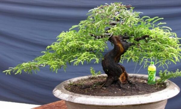 10 Bonsai Asem Jawa Termahal Beserta Harganya