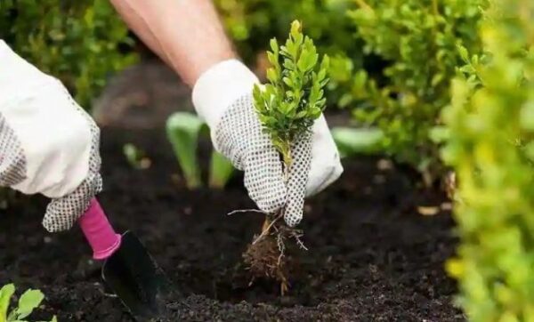 Tertarik Mengembangkan Urban Farming? 10 Toko Pertanian di Jogja Ini Bisa Diandalkan Untuk Belanja