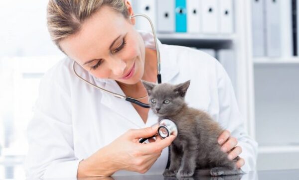 Pet Kesayangan Sedang Sakit, Ini Dia Rekomendasi Dokter Hewan Terbaik di Kota Bandar Lampung