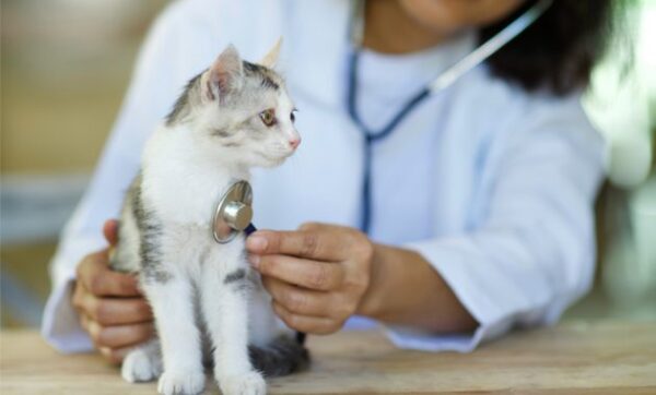 10 Dokter Hewan di Banjarmasin, Pilihan Tepat Untuk Menjaga Kesehatan Hewan Kesayanganmu