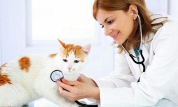 10 Referensi Dokter Hewan Pilihan Untuk Pet Lovers Yang Ada di Cirebon, Simak Daftar Ini