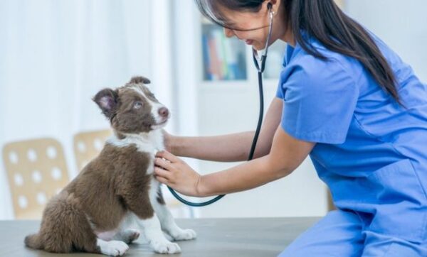 10 Rekomendasi Dokter Hewan Terdekat di Kota Palembang Yang Menawarkan Pelayanan Terbaik